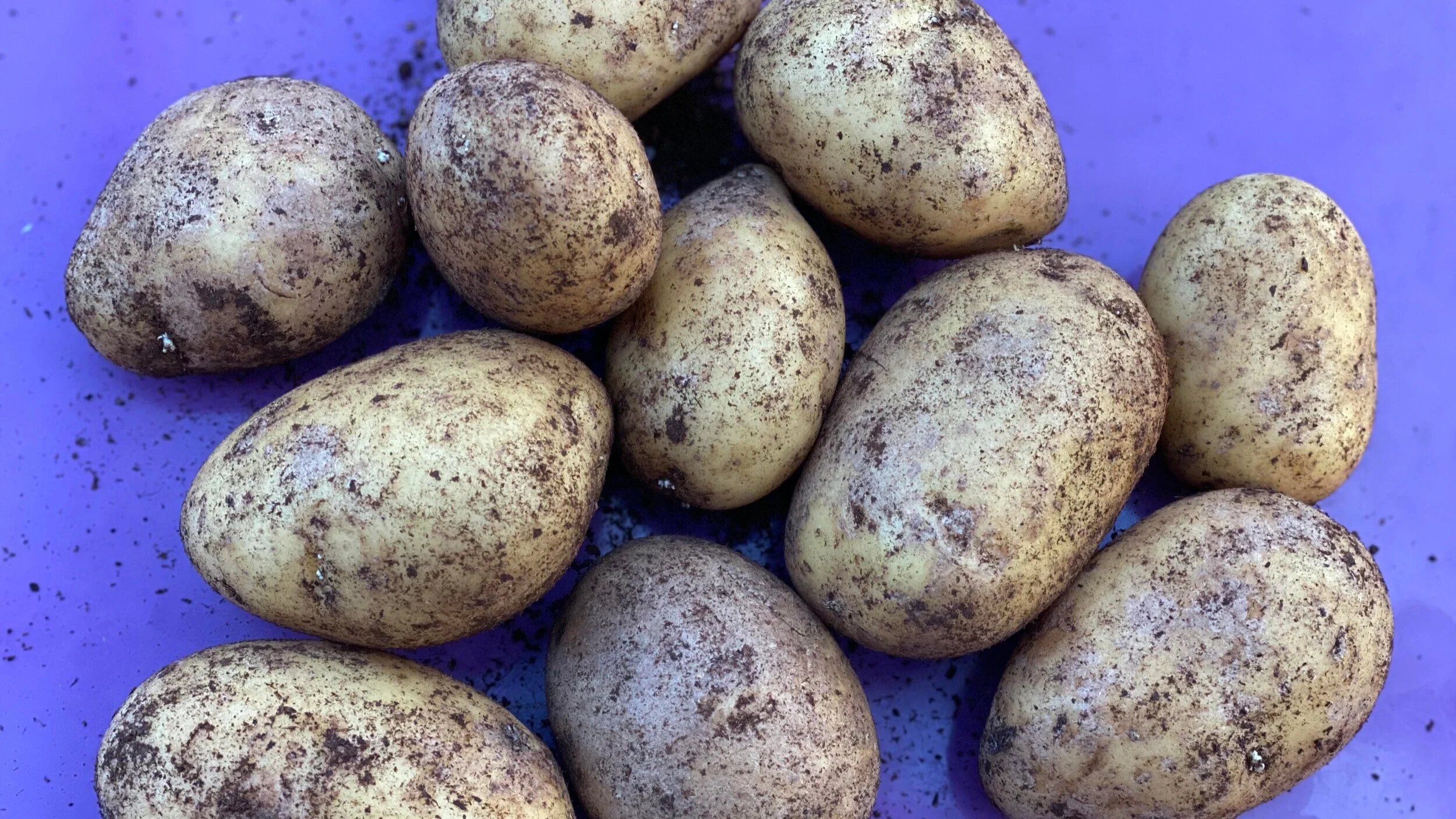 Potatoes for your plot -2026 — Neantog Farm